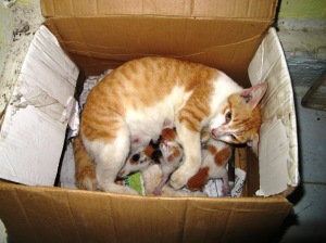 Kucing Betina dan 4 Anaknya